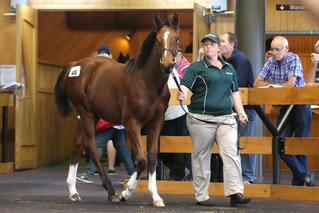 Lot 40 topped Day 1 when purchased for $170,000. Photo credit: Trish Dunell. 